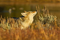 Coyote (Canis latrans) sniffing plant, Yellowstone NP, Wyoming, USA, October