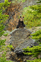 Grizzly bear (Ursus arctos horribilis) sitting on rock, looking down, Yellowstone NP, Wyoming, USA, May