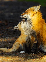 Red fox (Vulpes vulpes) mother and cub, Shoshone NF, Wyoming, USA, May