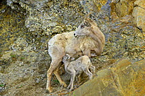 Bighorn sheep (Ovis canadensis) female and suckling young on mountain ledge, Yellowstone NP, Montana, USA, June