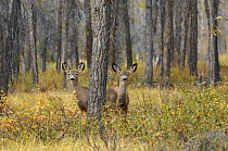 Mule deer (Odocoileus hemionus) two does in woodland, Grand Teton NP, Wyoming, USA, October