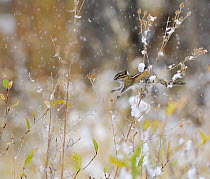 Least Chipmunk (Tamius minimus) feeding on the seeds of a thistle bush during a snowstorm, Grand Teton NP, Wyoming, USA, October
