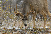 Mule deer (Odocoileus hemionus) male browsing on vegetation in snowstorm, Yellowstone NP, Wyoming, USA, October