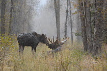 Moose (Alces alces) female and male covered in light dusting of snow in forest, Grand Teton NP, Wyoming, USA, October