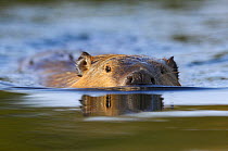 American beaver (Castor canadensis) swimming, Grand Teton NP, Wyoming, USA, October