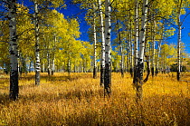 Aspen trees (Populus tremula) in Grand Teton NP, Wyoming, USA, October 2009