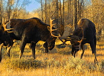 Moose (Alces Alces) males fighting, clashing antlers at rut, Grand Teton NP, Wyoming, USA, October