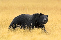 Grizzly bear (Ursus arctos horribilis) walking through long grass, Yellowstone NP, Wyoming, USA, October