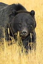 Grizzly bear (Ursus arctos horribilis) in long grass, Yellowstone NP, Wyoming, USA, October
