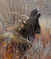 Moose (Alces alces) bull bellowing, Grand Teton NP, Wyoming, USA, October