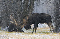 Moose (Alces alces) two bull moose, Grand Teton NP, Wyoming, USA, October