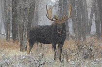 Moose (Alces alces) bull moose in sleet, Grand Teton NP, Wyoming, USA, October