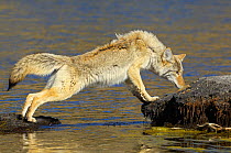 Coyote (Canis latrans) standing on rocks at water's edge, sniffing, Yellowstone NP, Wyoming, USA, October