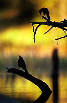 Silhouette of Common grackle (Quiscalus quiscala) at water, USA