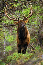 Elk (Cervus canadensis) bull portrait, Banff NP, Alberta, Canada