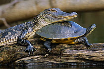 American alligator (Alligator mississippiensis) resting head on Red bellied turtle (Pseudemys rubriventris) Florida, USA