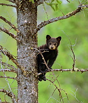 Black Bear (Ursus americanus) cub balancing on branch in tree, Yellowstone NP, Wyoming, USA