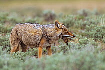 Coyote (Canis latrans) swallowing Uinta ground squirrel (Urocitellus armatus) prey, Yellowstone NP, Wyoming, USA