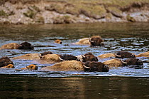 Herd of Bison (Bison bison) swimming across river, Yellowstone NP, Wyoming, USA
