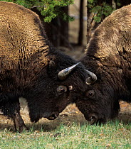 Bison (Bison bison) two males head to head, Yellowstone NP, Wyoming, USA