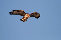 Common buzzard (Buteo buteo) hovering, searching for prey, Cheshire, UK, February.