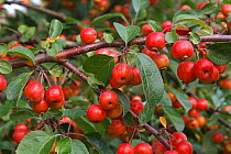 Crab apple (Malus sylvestris) fruits on tree grown at roadside in Cheshire village, UK, October.