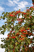 Crab apple (Malus sylvestris) fruits on tree grown at roadside in Cheshire village, UK, October.