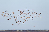 Curlew (Numenius arquata) flock in flight, Liverpool Bay, UK, September.