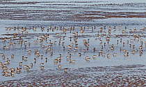Dunlin (Calidris alpina) flock feeding on shore, Liverpool Bay, UK, September.