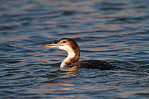 Great northern diver (Gavia immer) on marine lake in non-breeding plumage, North Wales, UK, January.