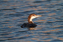 Great northern diver (Gavia immer) on marine lake in non-breeding plumage, North Wales, UK, January.
