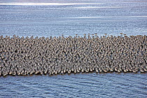 Knot (Calidris canutus) large flock walking on shore before rising tide, Liverpool Bay, UK, December.