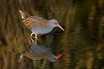 Water rail (Rallus aquaticus) foraging at edge of pond in early morning light, Merseyside, UK, November.