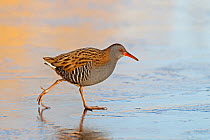 Water rail (Rallus aquaticus) walking on ice on frozen pond in early morning sunlight, Merseyside, UK, February.