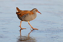 Water rail (Rallus aquaticus) walking on ice on frozen pond in early morning sunlight, Merseyside, UK, February.