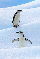 Chinstrap Penguins (Pygoscelis antarcticus) standing on ice. South Shetland Islands, Antarctica, January. Book plate from Mark Carwardine's Ultimate Wildlife Experiences.