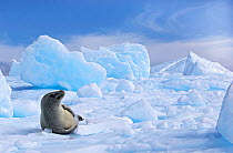 Crabeater Seal (Lobodon carcinophagus) resting on sea ice. Antarctic Peninsula, January. Book plate from Mark Carwardine's Ultimate Wildlife Experiences.