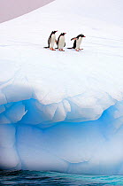 Three Gentoo Penguins (Pygoscelis papua) standing at the edge of sea ice. Antarctic Peninsula, January. Book plate from Mark Carwardine's Ultimate Wildlife Experiences.