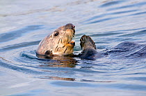 Sea Otter (Enhydra lutris) swimming at the sea surface on its back. Monterey, California, March. Book plate from Mark Carwardine's Ultimate Wildlife Experiences.