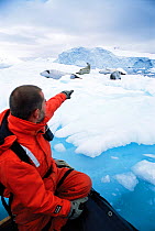 Man in zodiac boat watching Crabeater Seals (Lobodon carcinophagus) resting on sea ice. Antarctic Peninsula, January. Book plate from Mark Carwardine's Ultimate Wildlife Experiences.