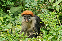 Udzungwa red colobus monkey (Procolobus gordonorum) adult male, Udzungwa Mts. NP,  Tanzania, July, endangered species