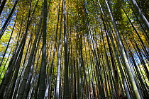 Bamboo forest, Shikoku Mura open air museum, Takamatsu, Shikoku Island, Japan, May