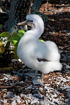 Masked Booby chick (Sula dactylatra) Ducie Island, Pitcairn Islands, South Pacific