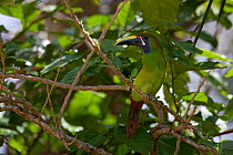 Emerald toucanette (Aulacorhynchus prasinus) near Monteverde Reserve, Costa Rica. January