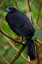 Black guan (Chamaepetes unicolor) Monteverde Reserve, Costa Rica. January