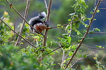 Variegated squirrel (Sciurus variegatoides)Monteverde Reserve, Costa Rica. January