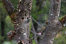 Hoffmann's woodpecker (Melanerpes hoffmannii) Monteverde Reserve, Costa Rica. January