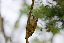 Female Golden olive woodpecker (Piculus rubiginosus) Monteverde Reserve, Costa Rica