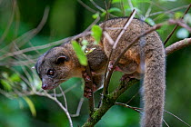 Kinkajou (Potos flavus) Monteverde Reserve, Costa Rica. January