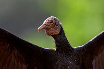 Black vulture (Coragyps atratus) near Boca Tapada, Costa Rica. January